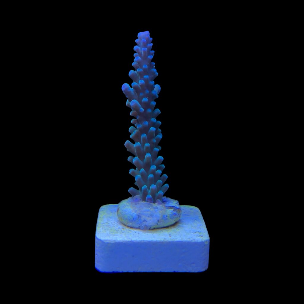 Ocyan