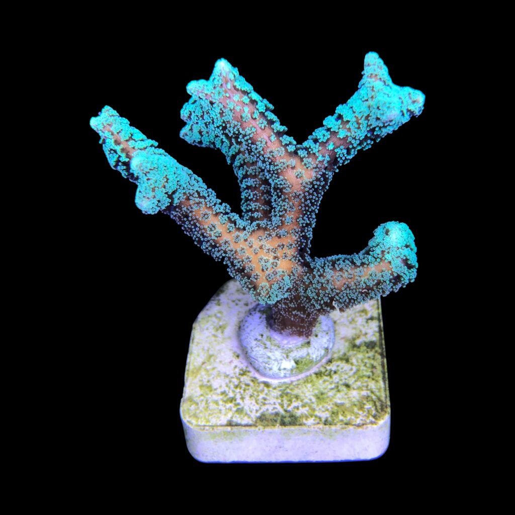 Ocyan