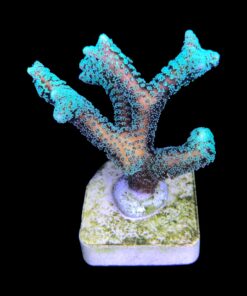 Alternative view of Seriatopora Caliendrum G