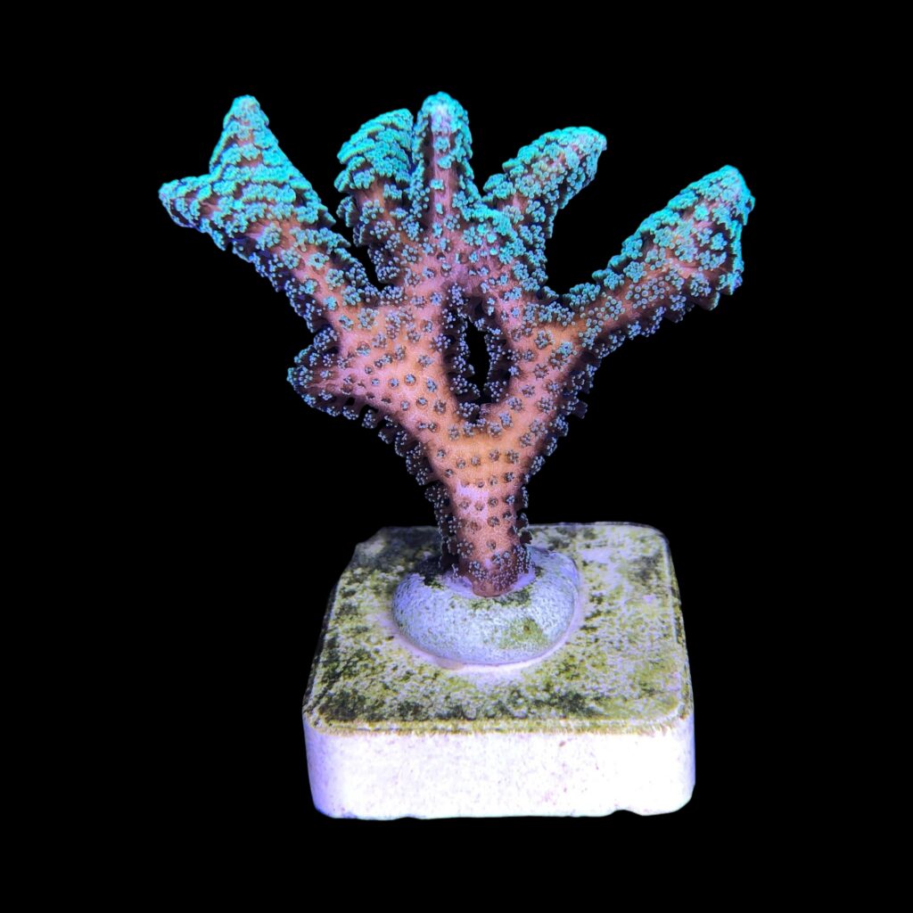 Ocyan