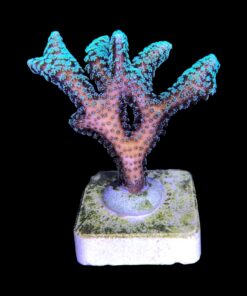 Alternative view of Seriatopora Caliendrum G