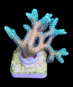 Alternative view of Seriatopora Caliendrum G