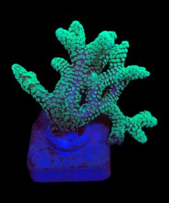 Seriatopora Caliendrum G