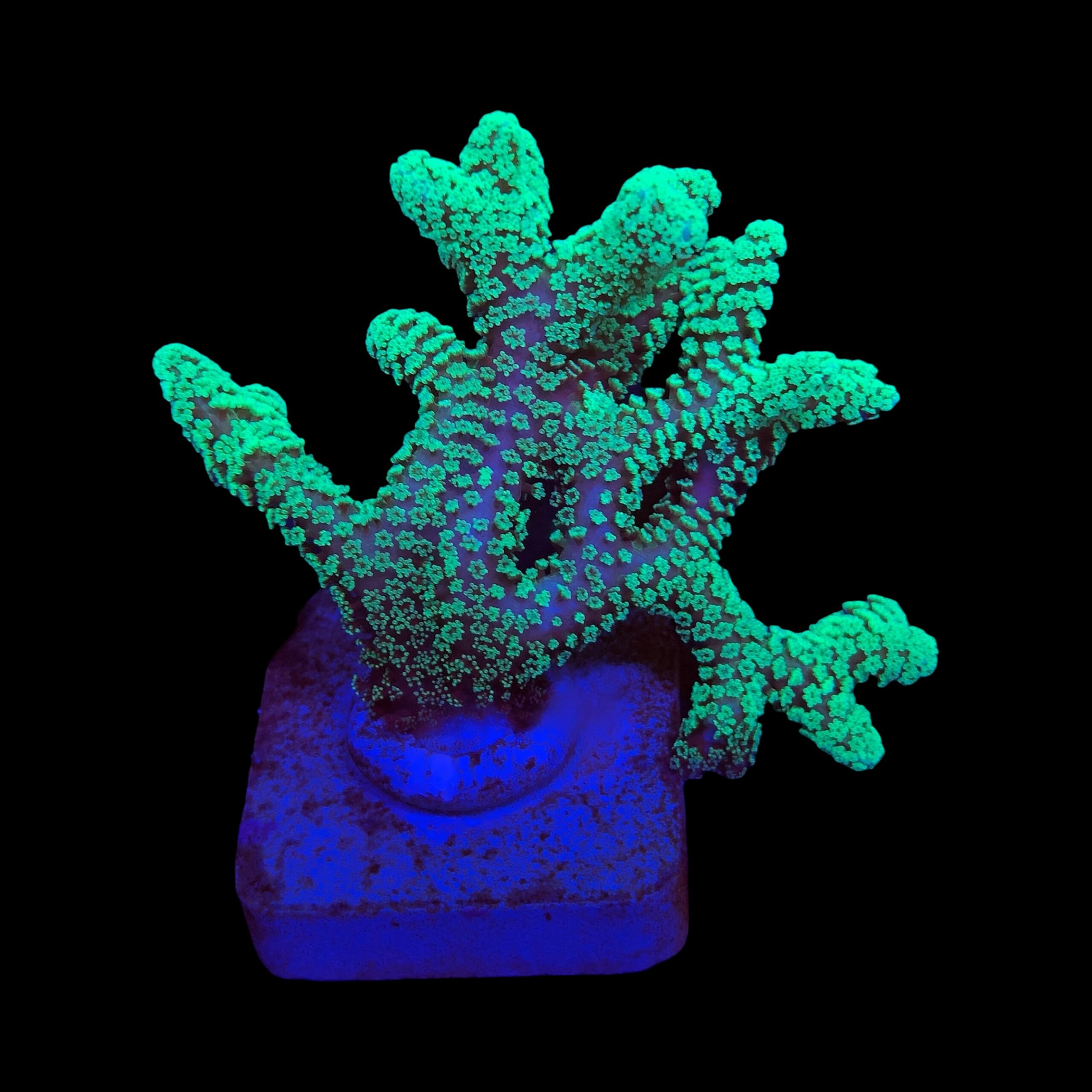 Seriatopora Caliendrum G