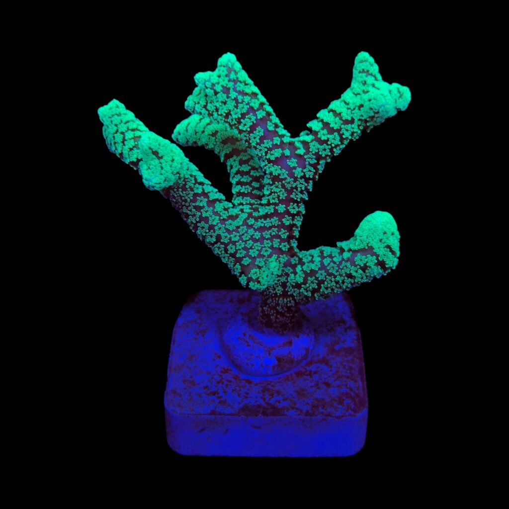 Ocyan