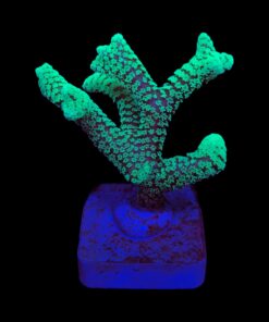 Seriatopora Caliendrum G