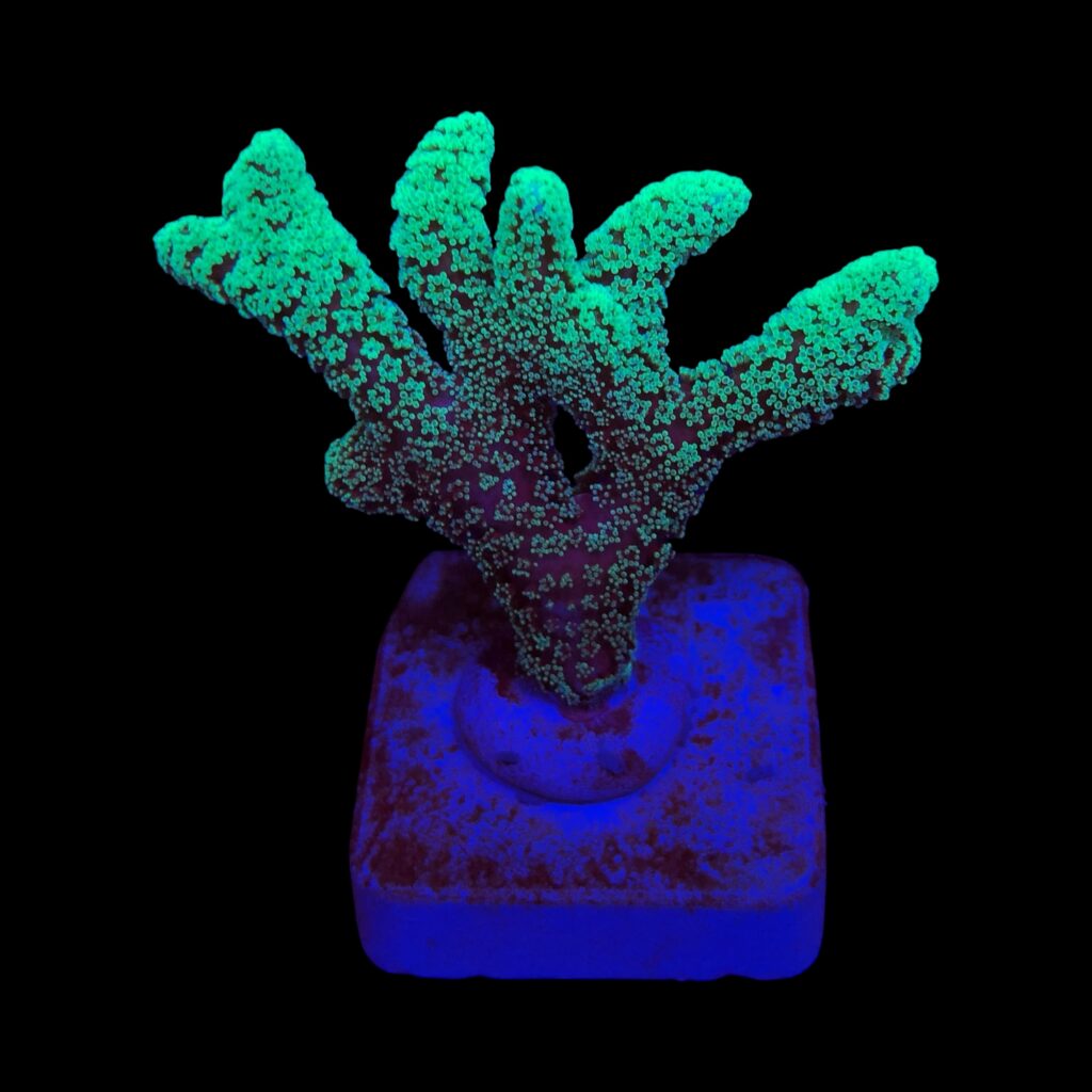 Ocyan