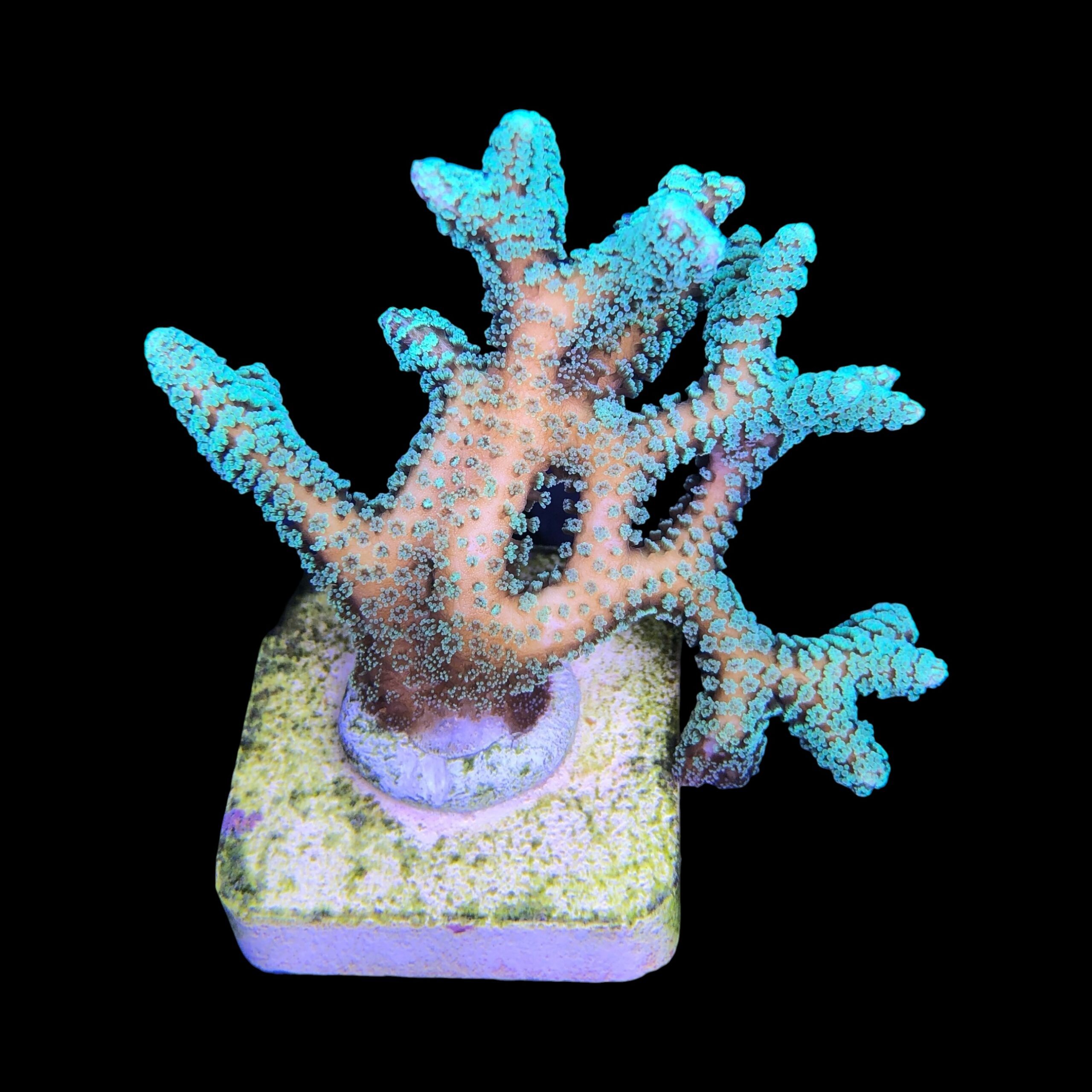 Seriatopora Caliendrum G - Imagem 2