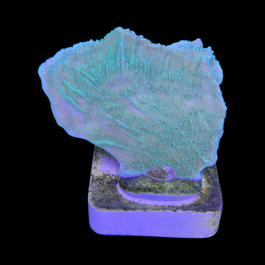 Ocyan