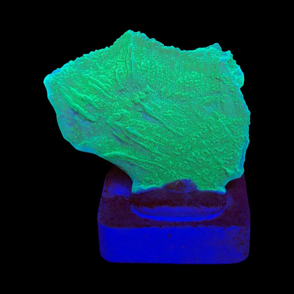 Ocyan