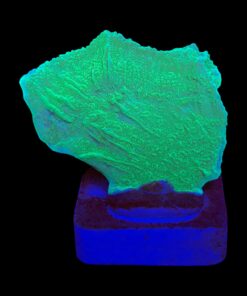 Montipora Capricornio Green M