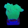 Montipora Capricornio Green M