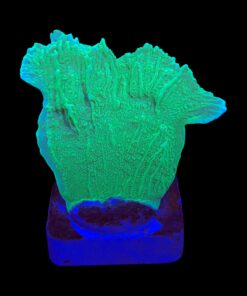 Montipora Capricornio Green M