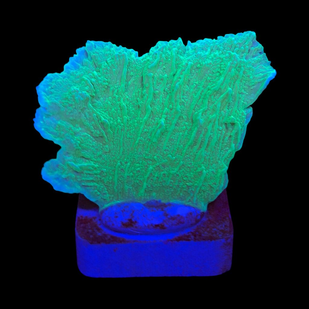 Ocyan