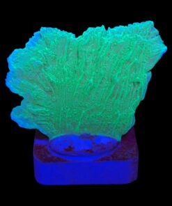 Montipora Capricornio Green M
