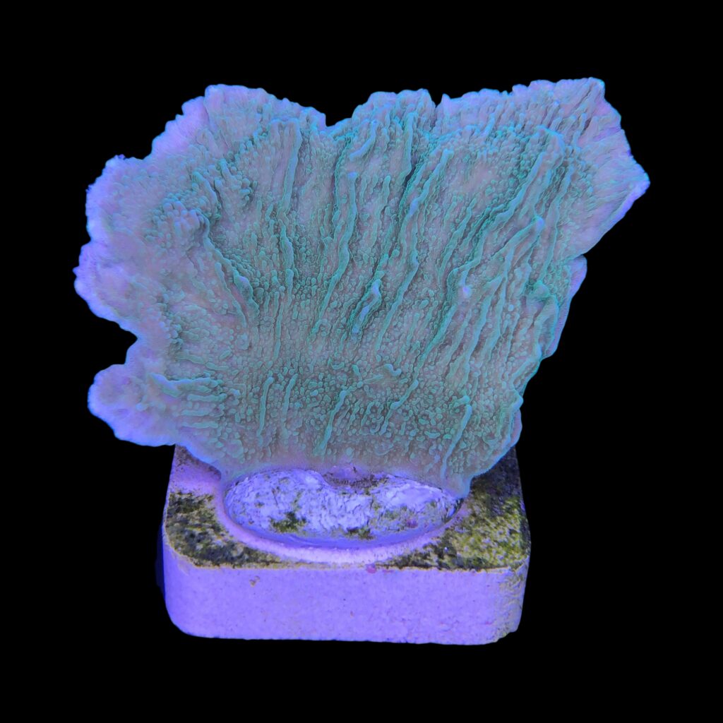 Ocyan