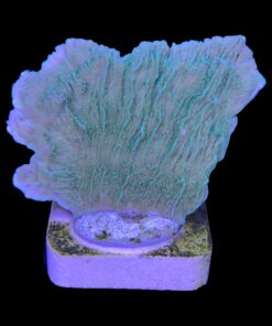 Alternative view of Montipora Capricornio Green M
