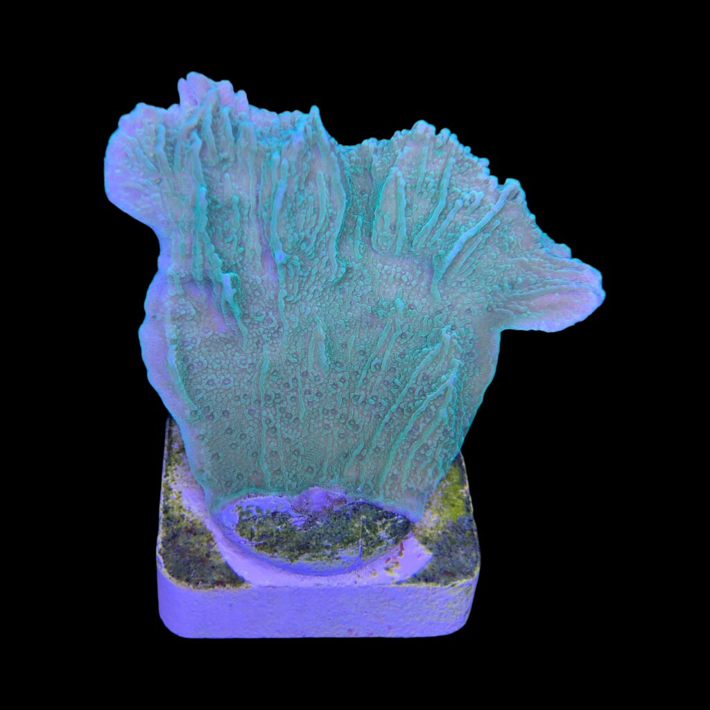 Ocyan