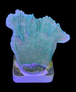 Alternative view of Montipora Capricornio Green M