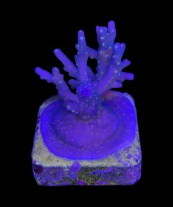 Caroliniana Purple Neon Polyps M