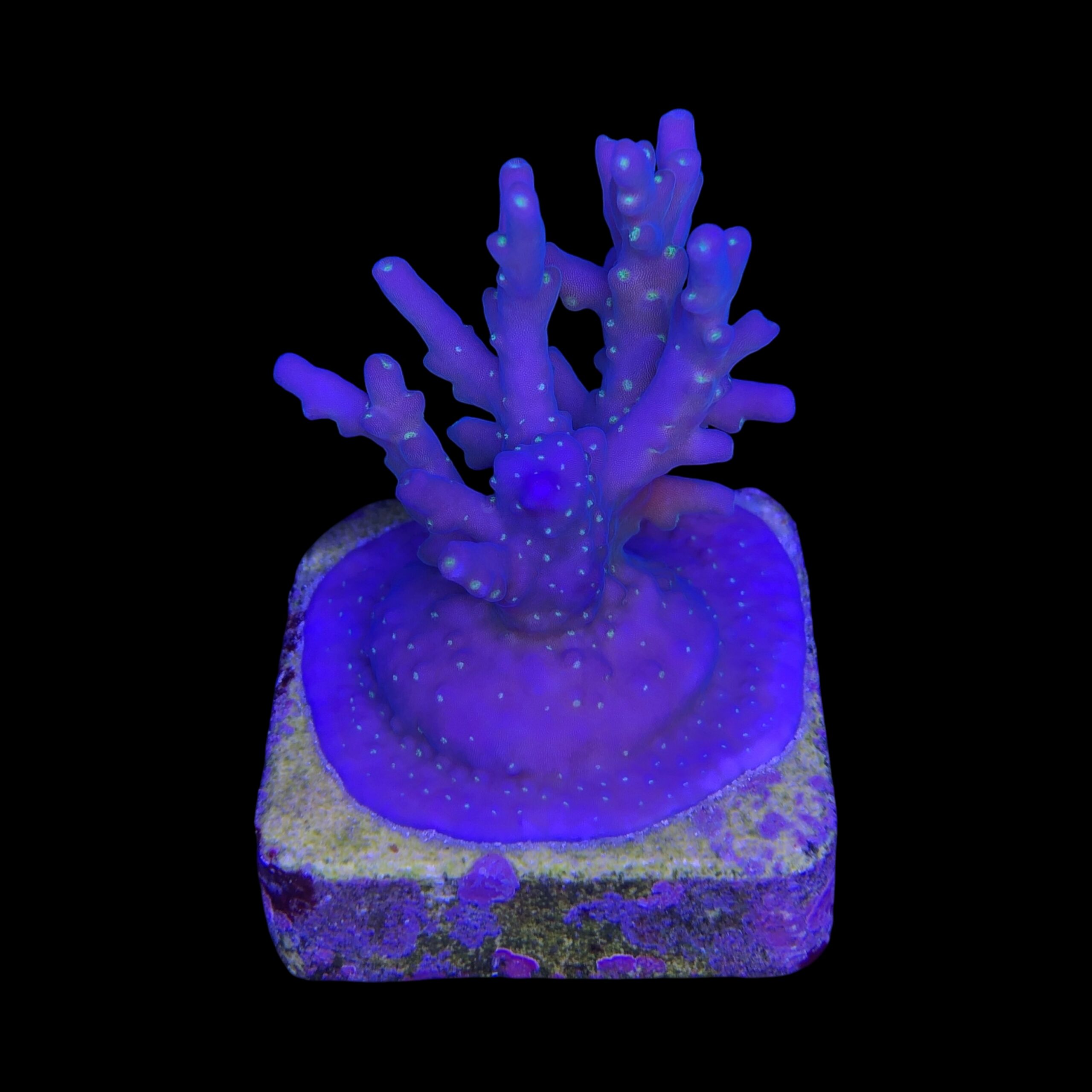 Caroliniana Purple Neon Polyps M