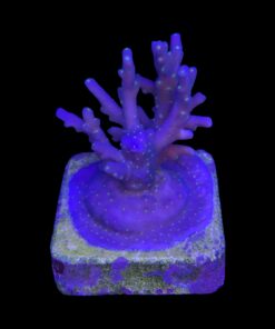 Caroliniana Purple Neon Polyps M