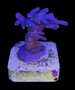 Caroliniana Purple Neon Polyps M