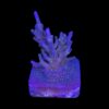 Caroliniana Purple Neon Polyps M