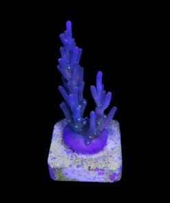 Caroliniana Purple Neon Polyps M