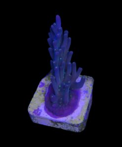 Caroliniana Purple Neon Polyps M