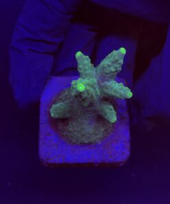 Divaricata Green M