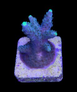 Alternative view of Divaricata Green M