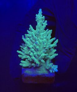 Echinata Green G