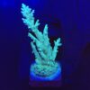 Echinata Green G