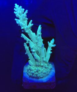 Echinata Green G