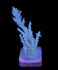 Alternative view of Echinata Green G