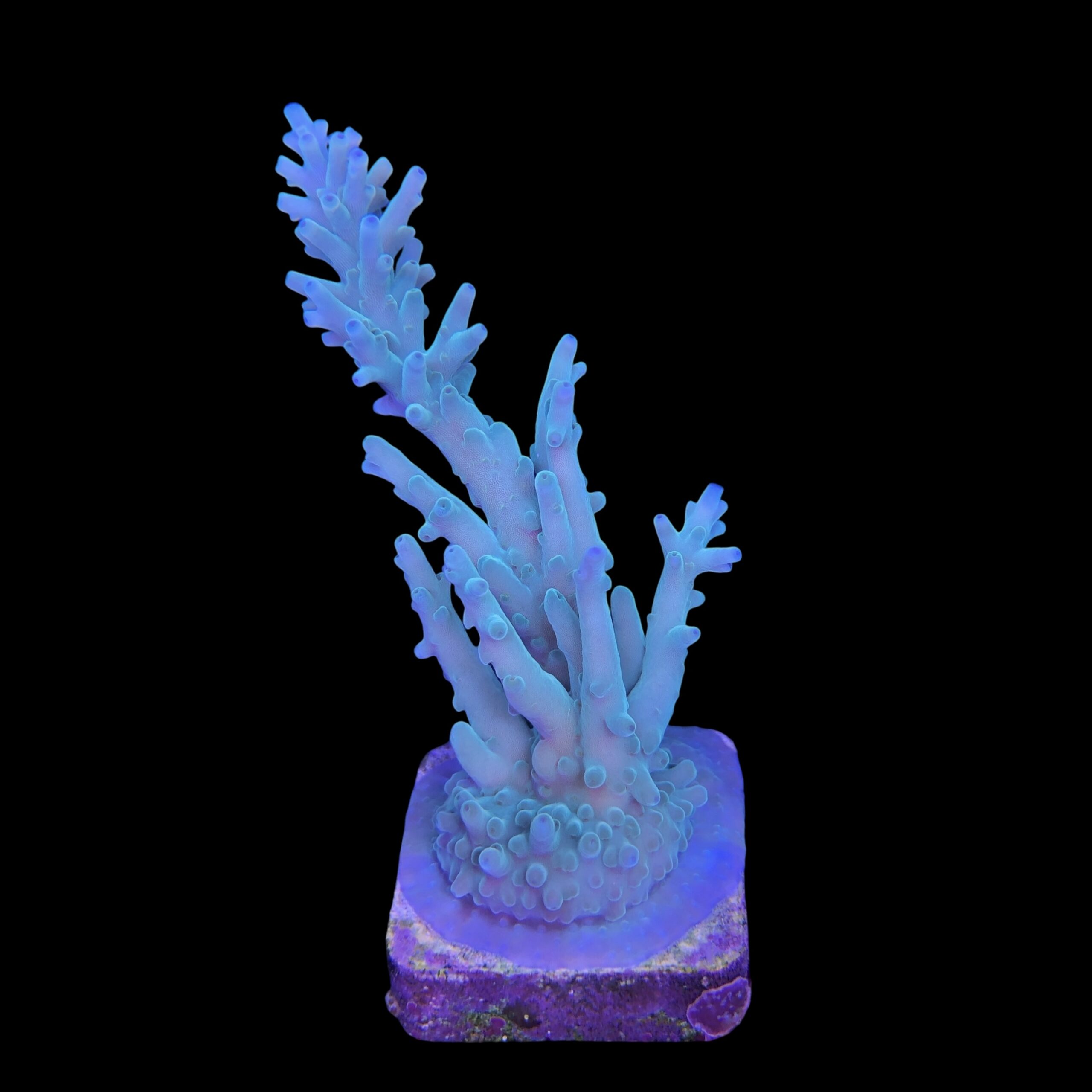 Echinata Green G - Imagem 2