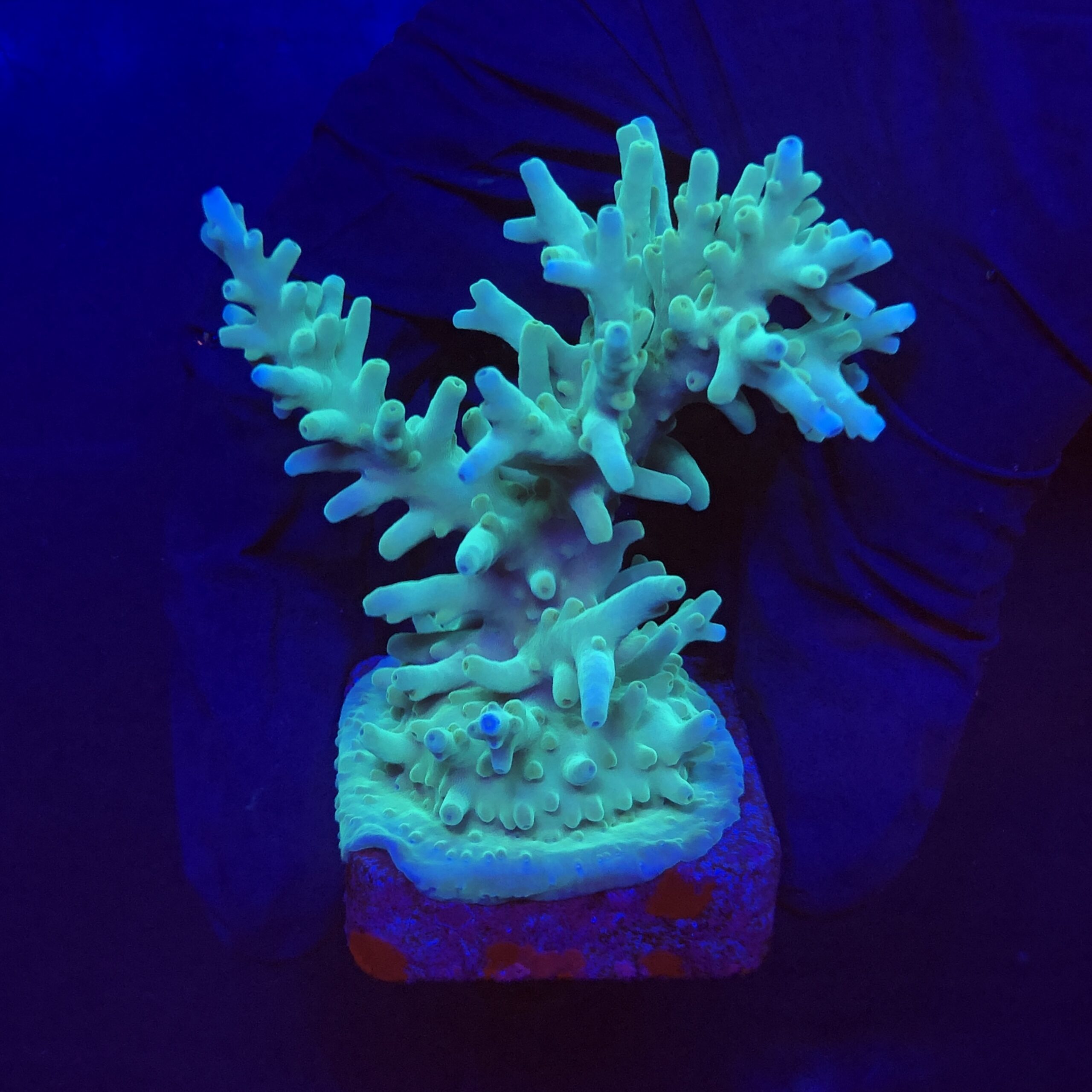Echinata Green M