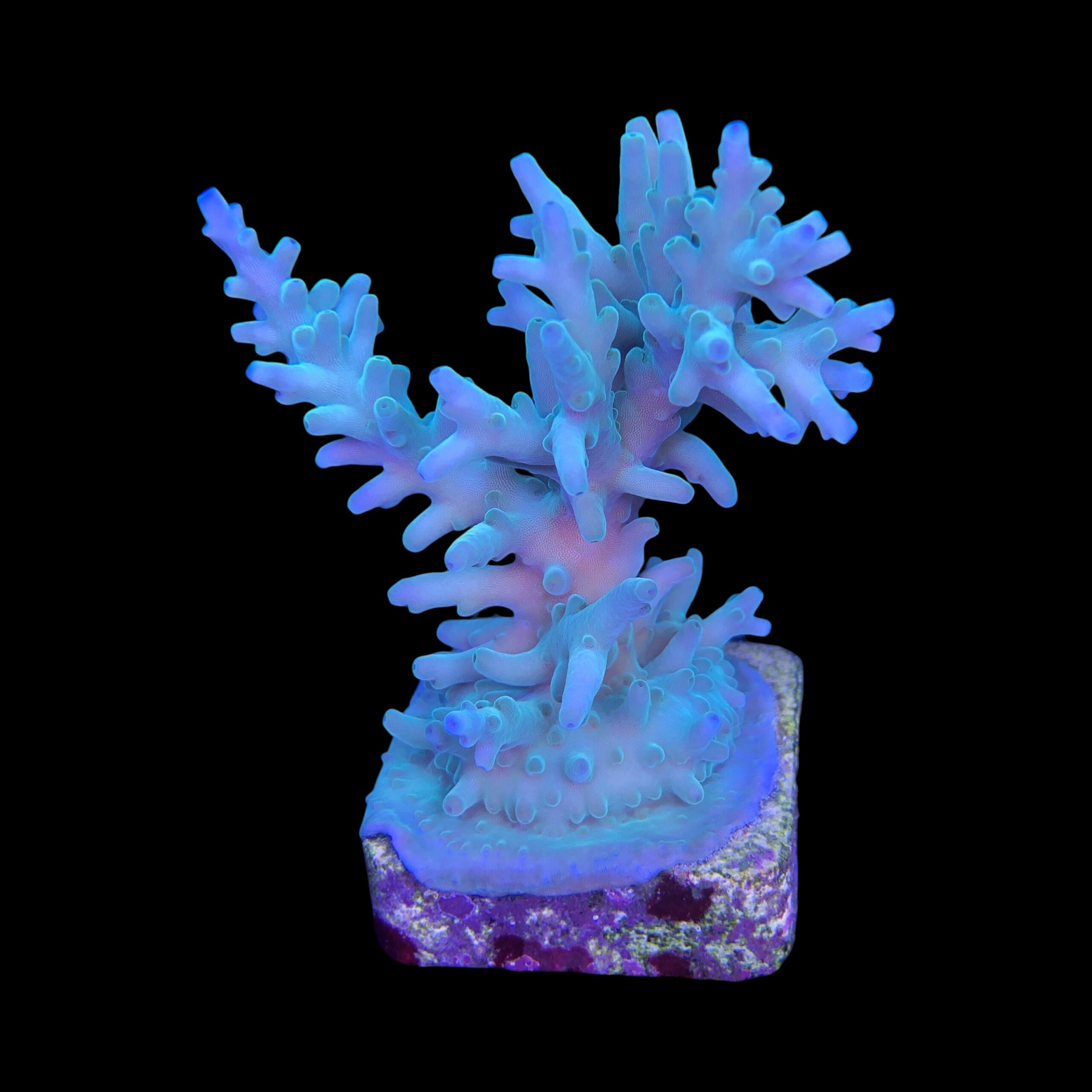 Echinata Green M - Imagem 2