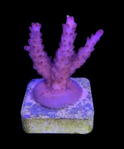 Alternative view of Fox Flame M