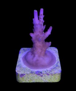 Alternative view of Fox Flame M