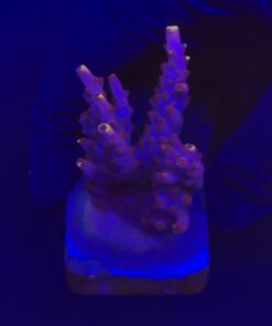 Fox Flame G