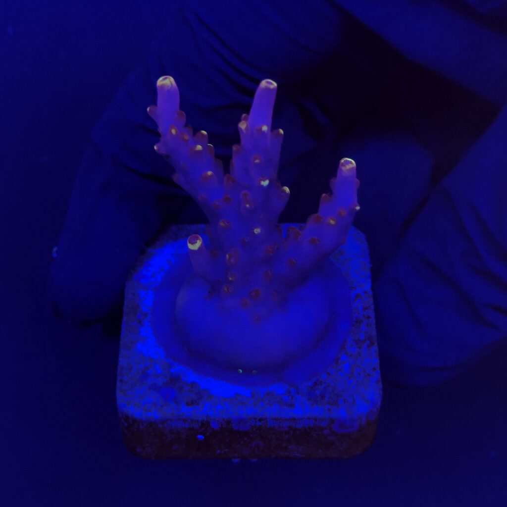Ocyan