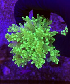 Frog Eletric Green 1 boca
