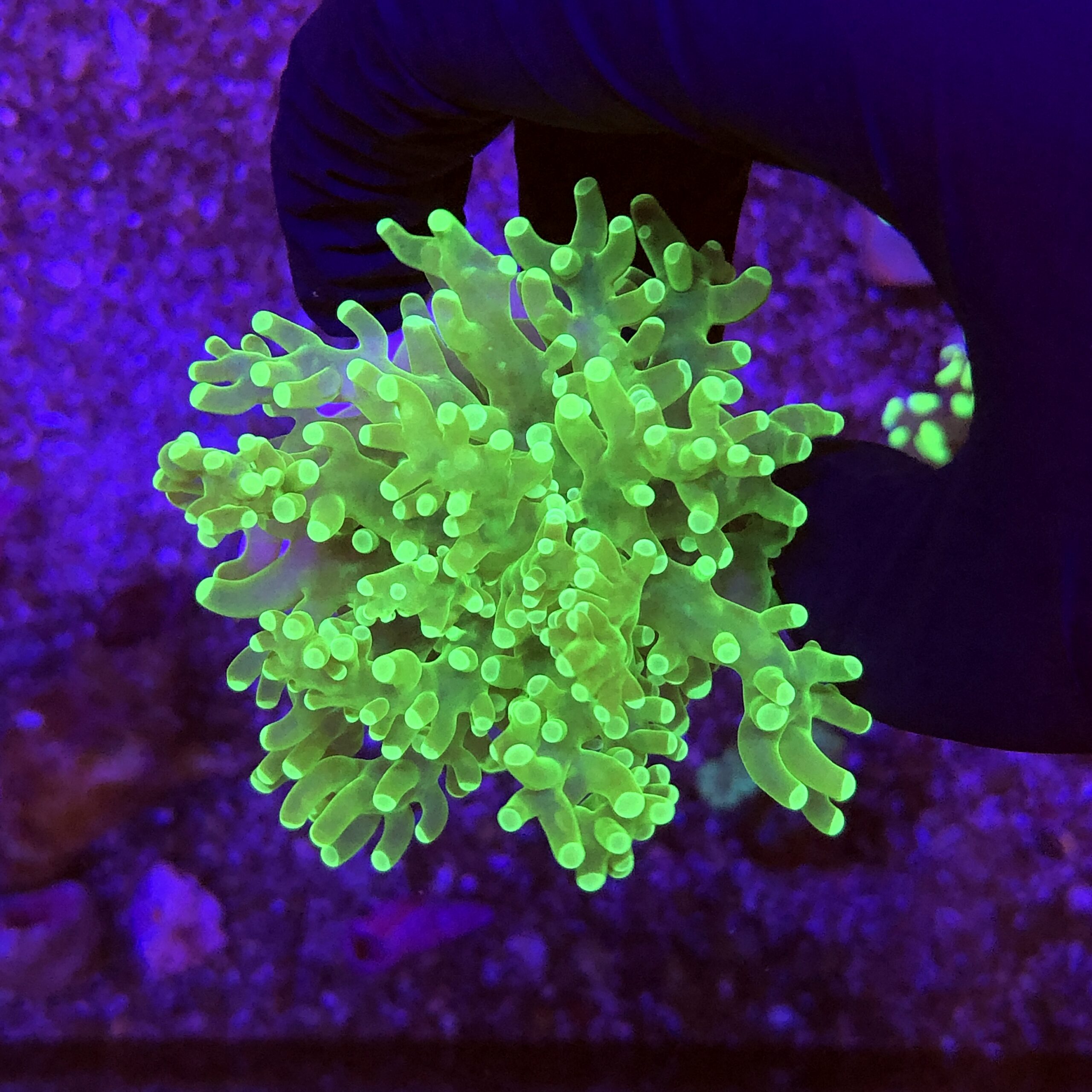 Frog Eletric Green 1 boca