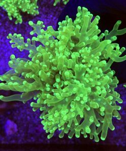 Frog Eletric Green 3 bocas