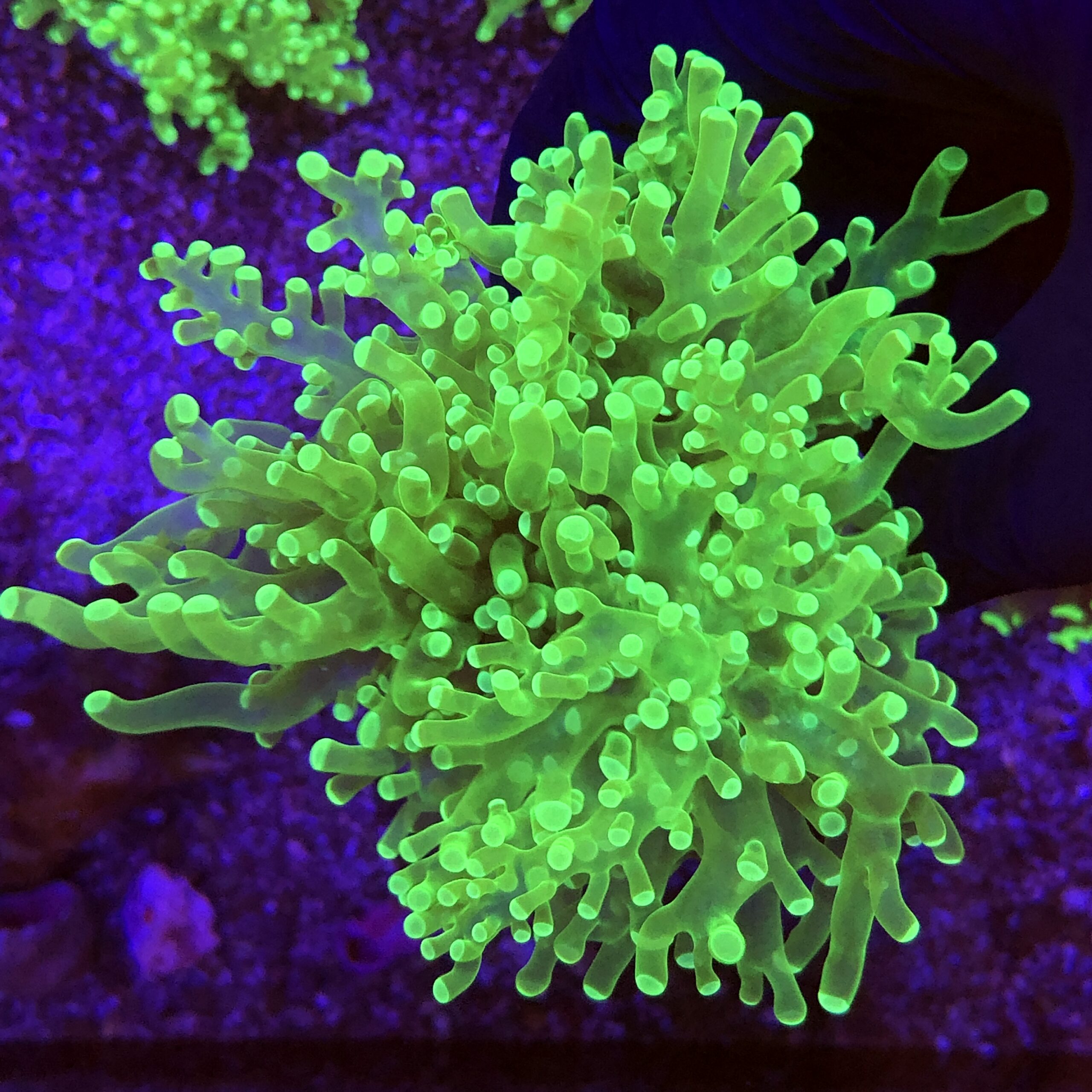 Frog Eletric Green 3 bocas