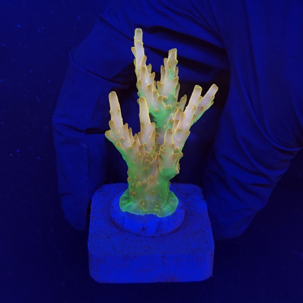 Ocyan