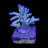 Granulosa Northen Light M