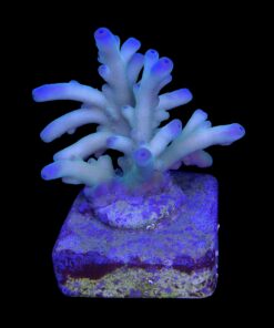 Granulosa Northen Light M